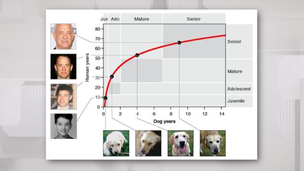 Не нужно умножать на семь: найден точный способ перевода собачьего возраста в человеческий
